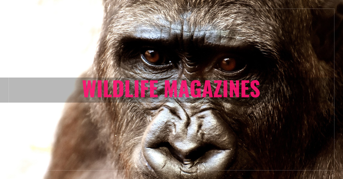 
 Top 10 Wildlife Magazines
